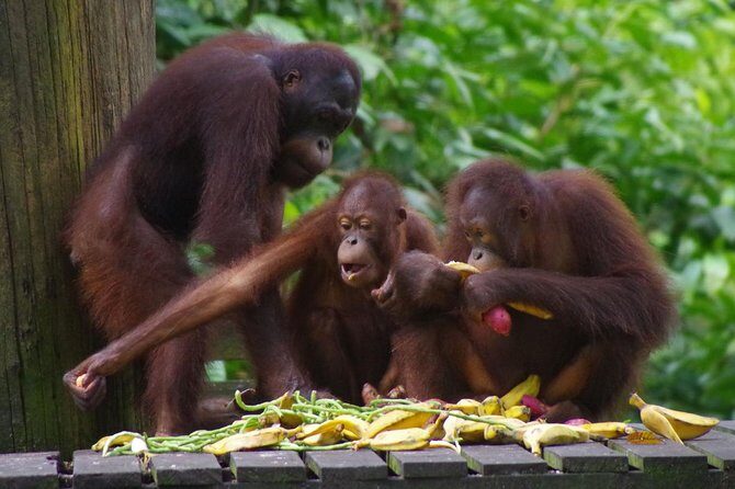 Private Full Day Sepilok Orang Utan, Bornean Sun Bear and Rainforest Discovery Center Tour - FAQs