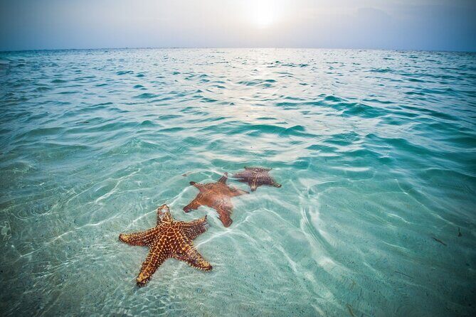 Private Half-Day Charter to Stingray City, Starfish Point and Snorkeling Tour - Practical Details and What to Expect