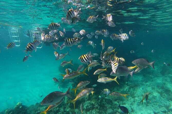 Private Speed Boat for Snorkeling or Fishing in Nassau - 34ft - The Authentic Nassau Experience
