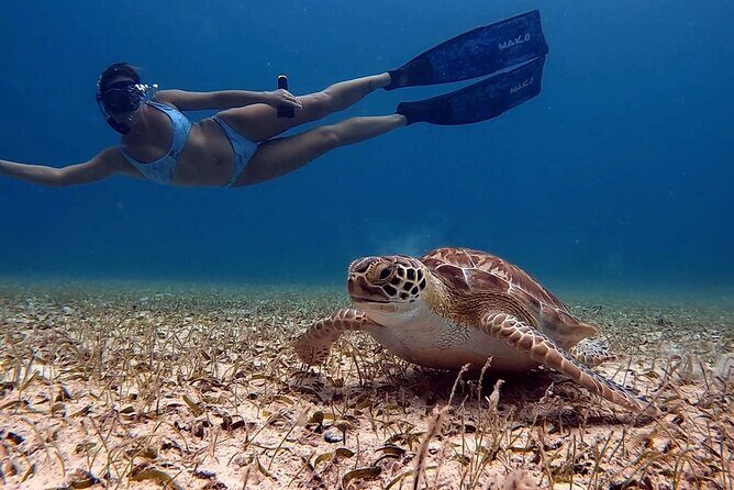Private Turtle Spotting Snorkeling Excursion in Aruba - Why This Tour Stands Out