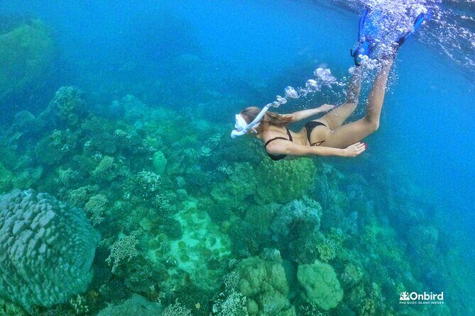 PRO-SNORKELING to Explore The Coral Jungle REEF (MAX 10 PAX) - The Itinerary: What You Can Expect