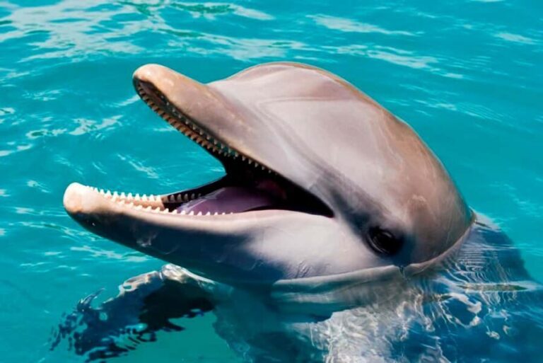Puerto Plata: Ocean World Adventure Park Day Pass - What to Expect During Your Day