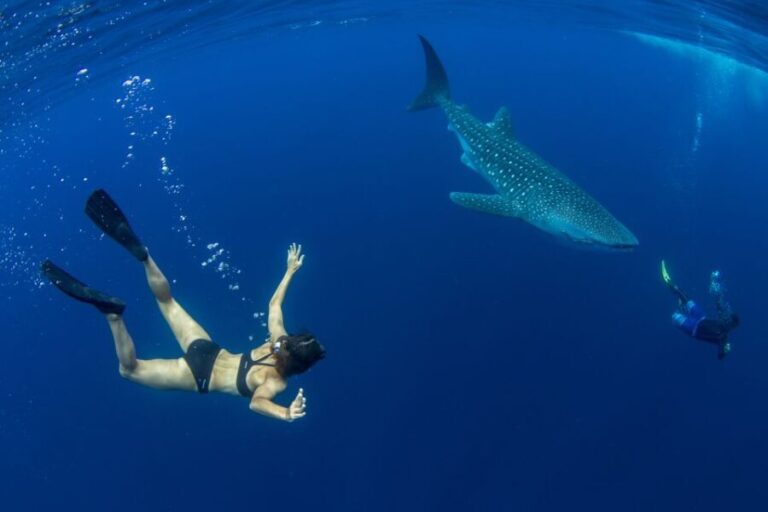 Puerto Princesa: Swim with Whale Sharks Boat Cruise - The Sum Up: Is This Tour Worth It?