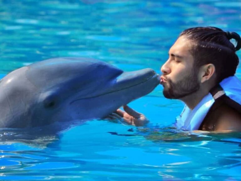 Punta Cana: Dolphin Explorer Park Entry, Swim, or Encounter - The Reviews Speak