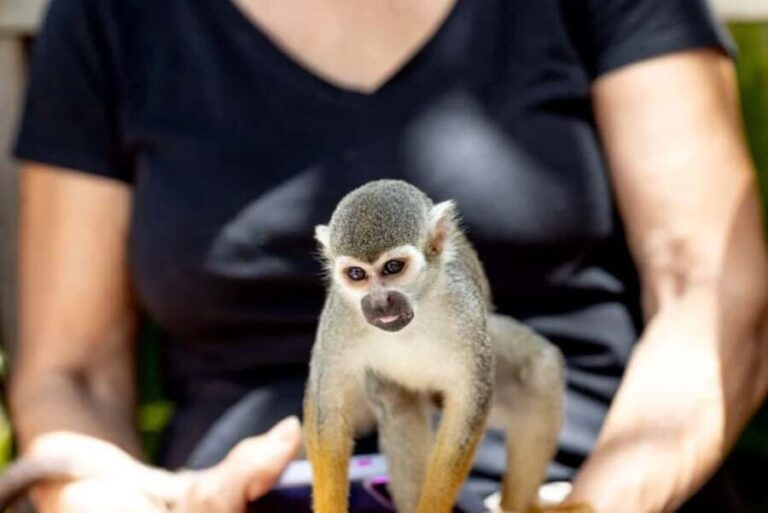 Punta Cana: Monkeyland Half-Day Tour with Snacks and Guide - The Cultural and Food Components