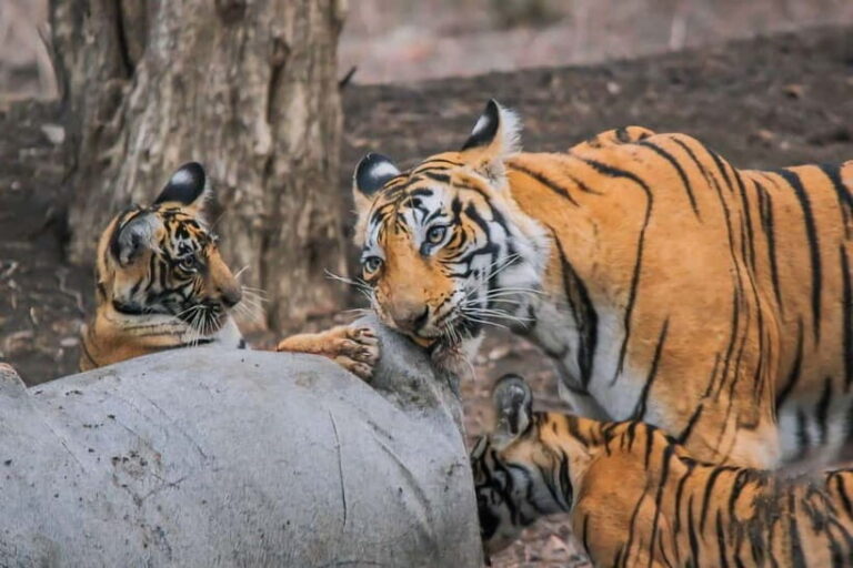 Ranthambore: Skip-the-Line Tiger Safari in Sharing Canter - The Itinerary: What a Typical Safari Looks Like