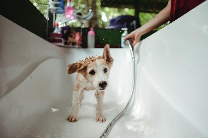 Rescue P.A.W.S. Day Visit - What You Can Expect at Each Step