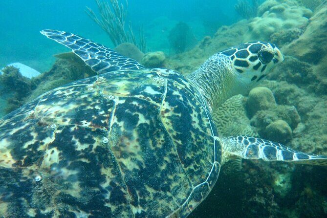 Rincon Snorkeling Adventure - An In-Depth Look at the Rincon Snorkeling Adventure