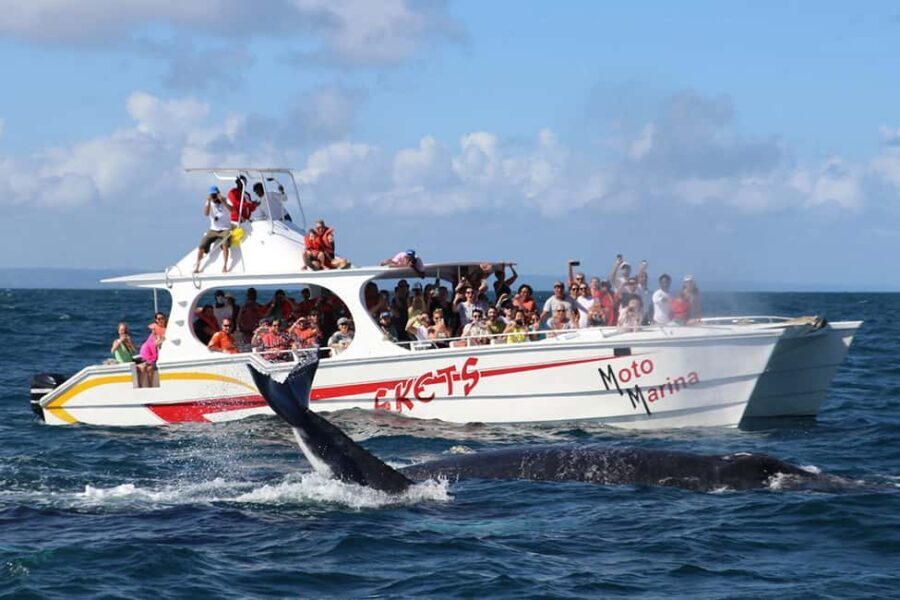 Samana: Bay of Samana Whale Watching Experience - The Itinerary in Detail