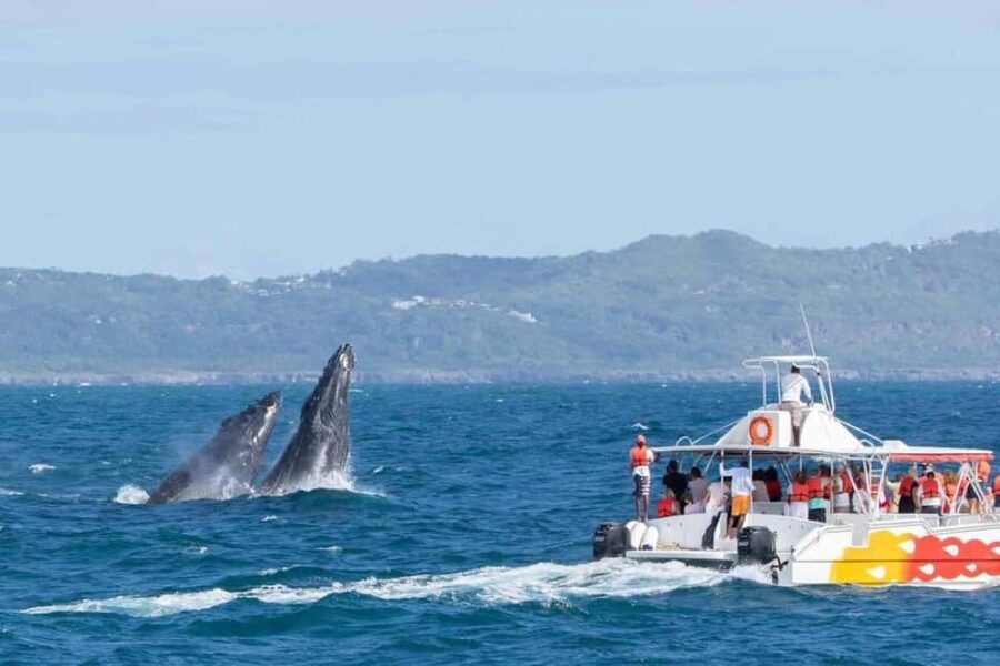 Samana: Whale Watching and Cayo Levantado Full Day Tour - Authentic Insights from Travelers