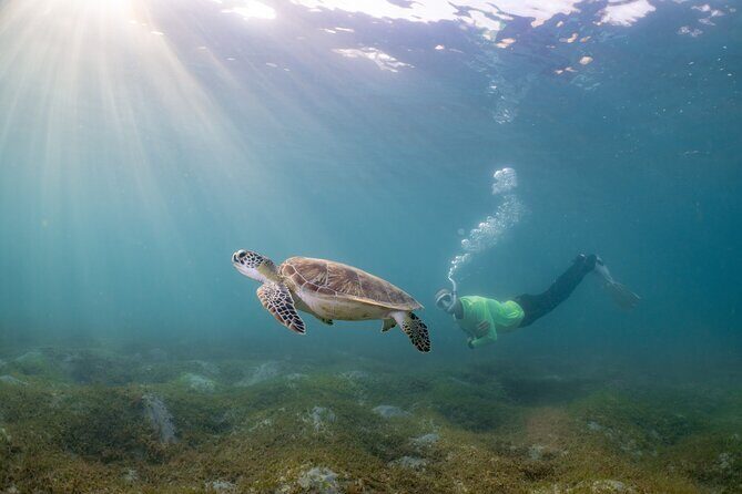 San Juan Snorkeling Tour with Fish and Turtles - What to Expect During Your Snorkel Experience