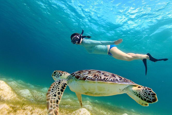San Juan Turtle Spotting Snorkel Adventure with Videos - Key Points