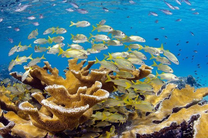 Scuba Doo Diving Experience in Punta Cana - Who Will Love This Tour?