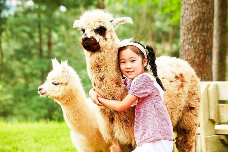 Seoul: Alpaca/Nami/Garden of Morning Calm Tour (+Rail Bike) - What Makes This Tour Stand Out?