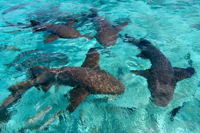 Sharks & Stingrays Snorkeling in Punta Cana with Parasailing - The Realities of the Experience: What Travelers Say