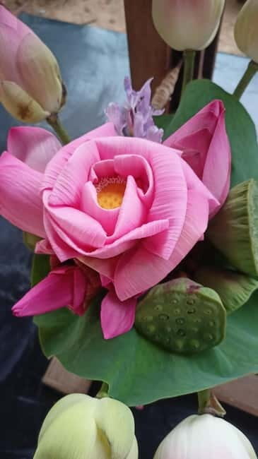 Siem Reap: Lotus Silk Farm - Guided Visit & 3 Craft Workshop - Deep Dive Into the Experience Components