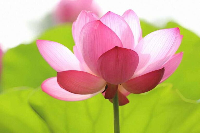Siem Reap Lotus Silk Farm Tour with Pick Up downtown - Transportation and Practical Details