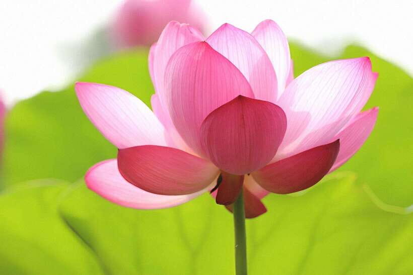 Siem Reap Lotus Silk Farm Tour with Pick Up downtown - Transportation and Practical Details