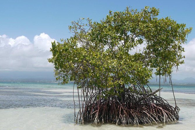 Small Day Cruise (Ilet caret, mangrove, coral reef - Why Choose This Small Day Cruise?