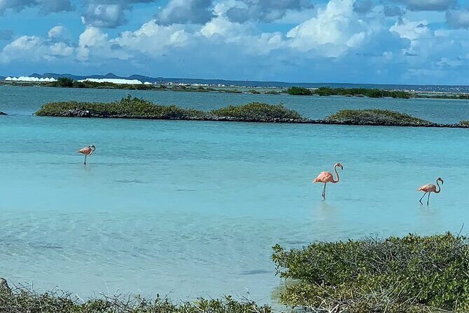 Small-Group Guided North & South Tour of Bonaire with Pick Up - What the Reviews Tell Us