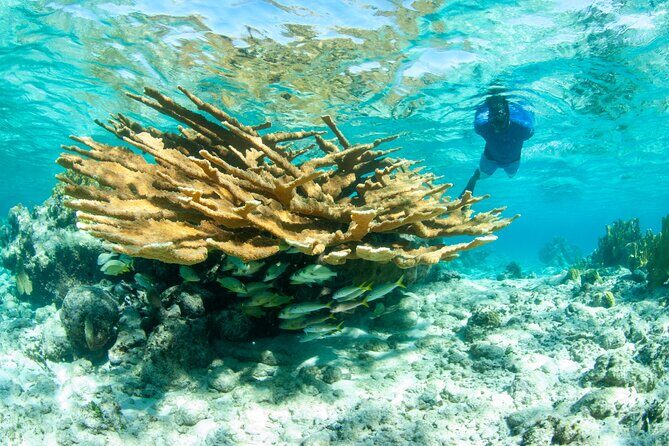 Snorkel Eco Tour - Detailed Review of the Snorkel Eco Tour