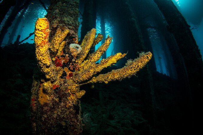 Snorkel Shore Trip with Scubaçao "East Point" - FAQ