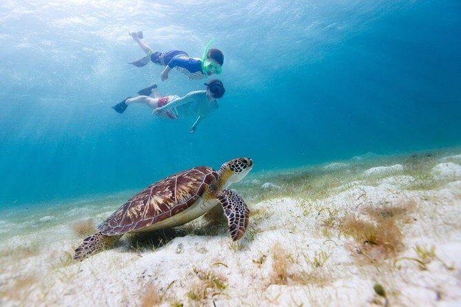 Snorkel & Swim with Turtles. Semi Private Tour to Buck Island & Honeymoon Beach - Why This Tour Is a Great Choice