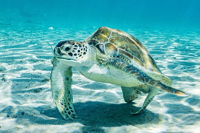 Snorkel with Turtles & Kenepa Grandi Beach: Nr.1 Island Day Trip - FAQs