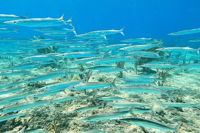 Snorkeling Adventure in Aguadilla - The Itinerary in Detail: What You Can Expect