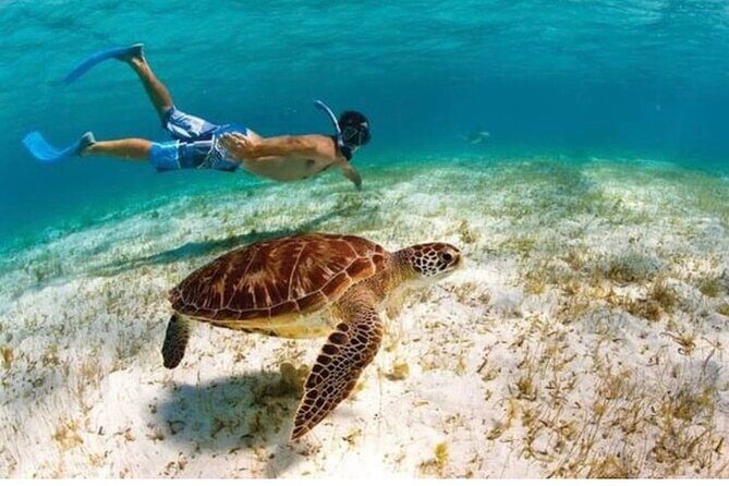 Snorkeling in Paradise - Videos Included - The Guides and Their Role