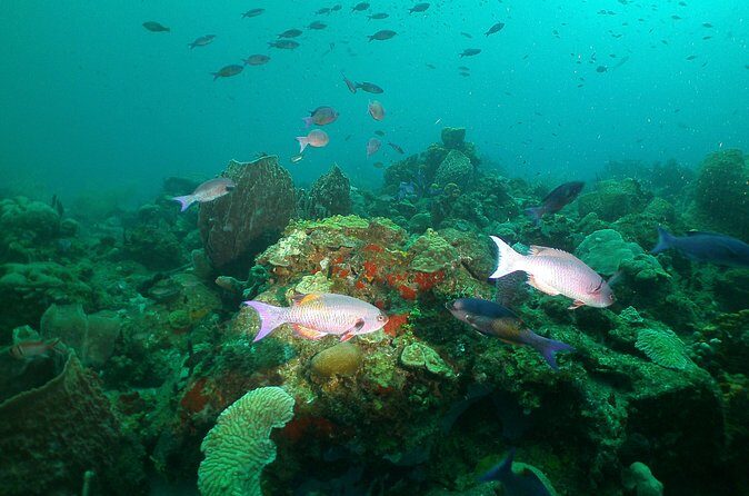 St Lucia Beginner Scuba Diving Tour - Authentic Experiences Highlighted by Reviews