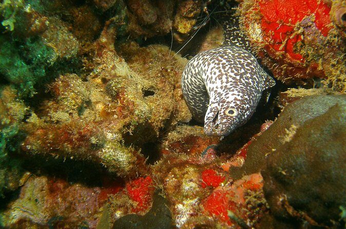 St Lucia Certified Scuba Diving Tour - Practical Details & Value