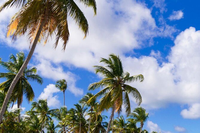 St Maarten Shore Excursion: Orient and Maho Beach Half-Day Tour - Final Thoughts: Who Is This Tour Best For?