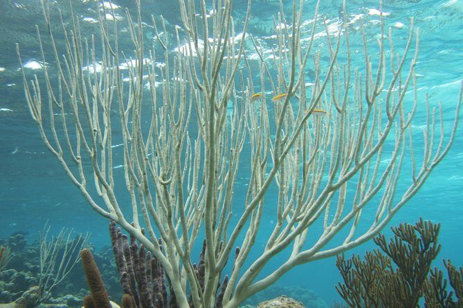 Starfish Point, Stingray City-Sandbar & Coral Gardens - Authentic Feedback from Travelers
