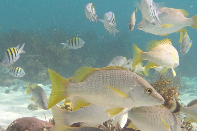 Stingray Sandbar, Snorkeling, and Starfish Point - What Makes the Experience Special?