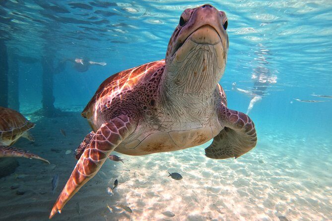 Swim and Snorkel with Sea Turtles - The Experience: Real-World Insights from Travelers