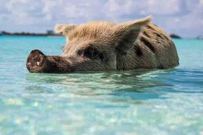 Swim with Pigs on a Tropical Island - Is This Tour Worth the Price?