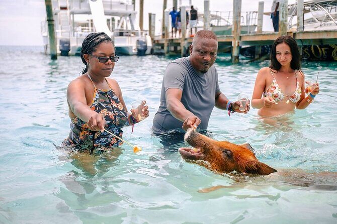 Swimming Pigs Of Rose Island & Beach Day - Group Tour - The Return Journey and Scenic Highlights