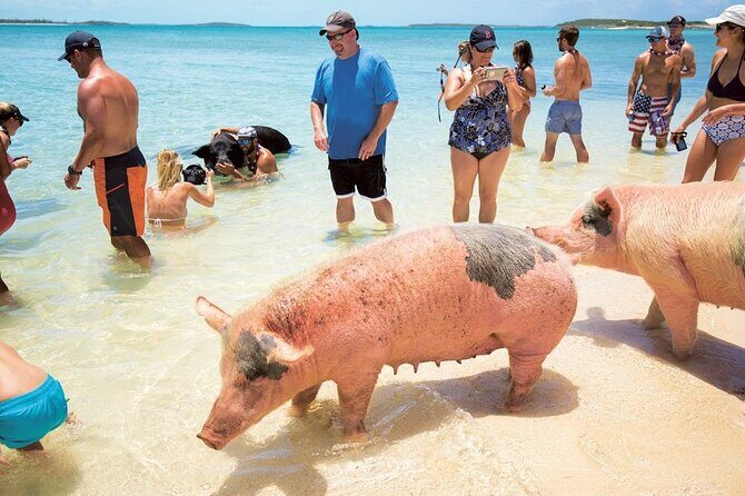 Swimming with Pigs in Nassau, Transportation Included - Authentic Experiences and Guest Feedback