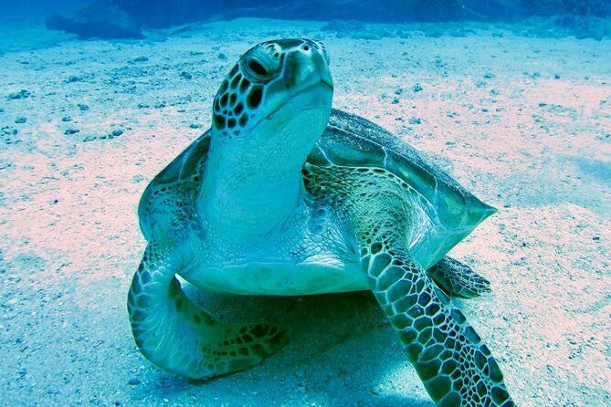 The Original Eco Tour Full-Day Around the Island of Sint Maarten - Practical Details and What to Expect