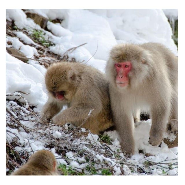 Tokyo: Snow Monkey & Nagano Customiseable Private Day Tour - Why This Tour Offers Great Value