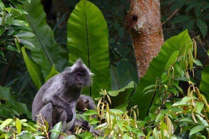 TOUR PACKAGE (jungle trekking, taxi, Room) 4 DAYS 3 NIGHTS in BUKIT LAWANG - The Sum Up: Who Will Love This Tour?