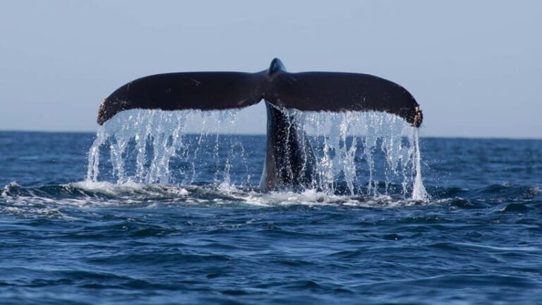 Trincomalee: Whale & Dolphin Safari Tour with Expert Guides - Summary: Who Should Consider This Tour?