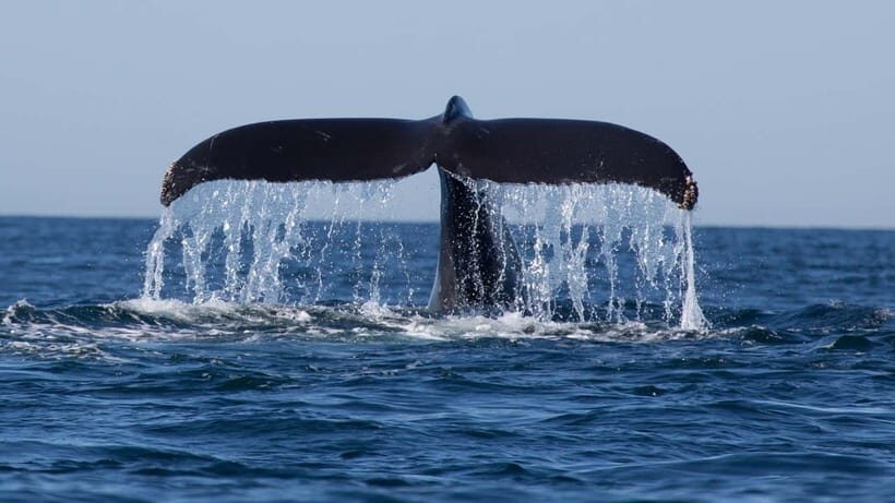 Trincomalee: Whale & Dolphin Safari Tour with Expert Guides - Summary: Who Should Consider This Tour?
