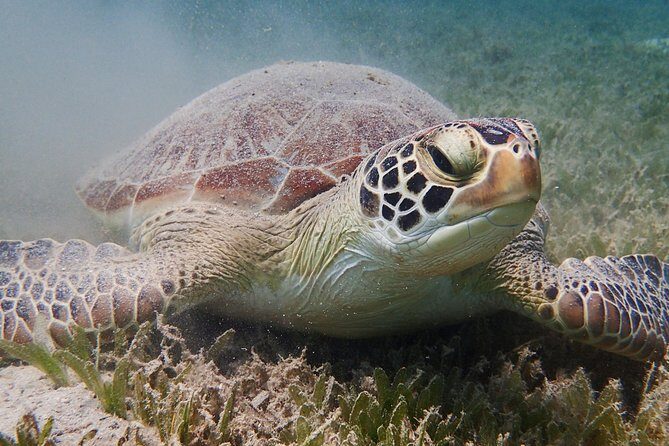 Turtle Beach Power Snorkeling Adventure - The Itinerary: What to Expect