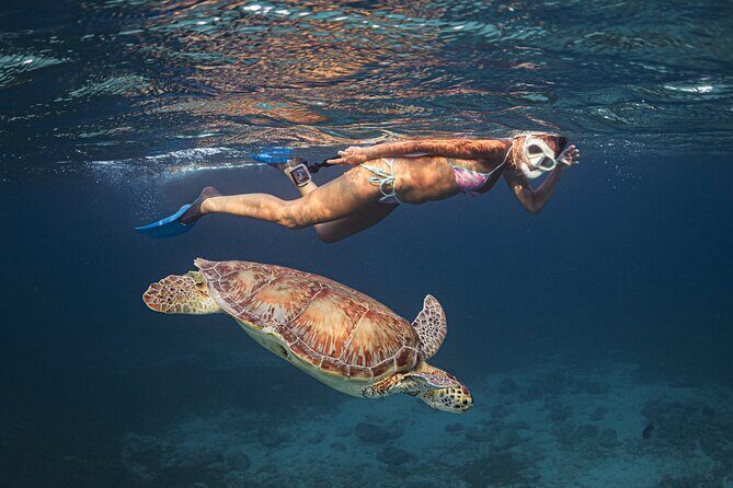 Turtle Snorkeling Aruba: Private Tour with Video - The Value and Pricing