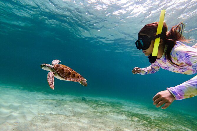 Turtle Snorkeling Tour in Tres Trapi, Aruba - Authentic Insights from Reviews