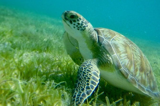 Turtles, Pizza Pi & Sunset trip - What Travelers Are Saying