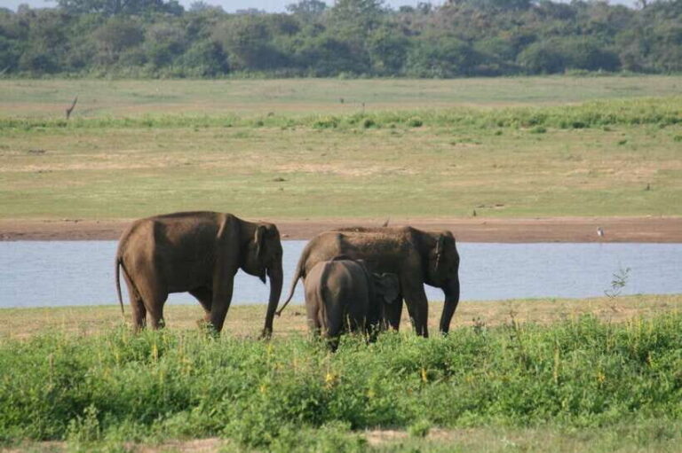 Udawalawe: National park safari & Elephant Transit Home Tour - Wildlife Highlights and Sightings