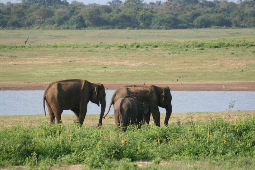 Udawalawe: National park safari & Elephant Transit Home Tour - Wildlife Highlights and Sightings